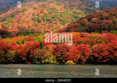 Ein kleines, aber markantes rotes Torii-Tor schwimmt auf dem ashi-See vor einem mehrfarbigen Hügel mit Herbstlaub Stockfoto