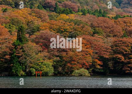 Ein kleines, aber markantes rotes Torii-Tor schwimmt auf dem ashi-See vor einem mehrfarbigen Hügel mit Herbstlaub Stockfoto