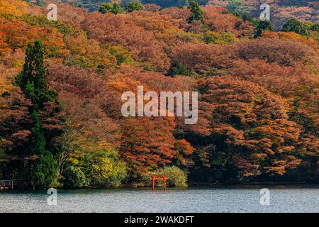 Ein kleines, aber markantes rotes Torii-Tor schwimmt auf dem ashi-See vor einem mehrfarbigen Hügel mit Herbstlaub Stockfoto