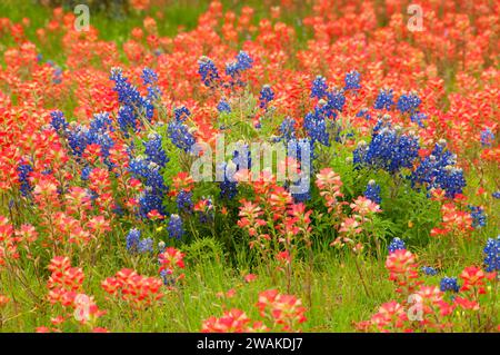 Indian Paintbrush Feld mit Texas Bluebonnets, Fredericksburg, Texas Stockfoto