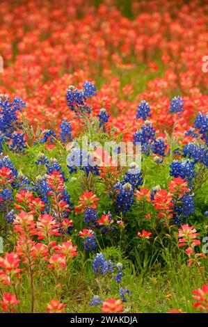 Indian Paintbrush Feld mit Texas Bluebonnets, Fredericksburg, Texas Stockfoto