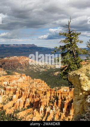 Eine wetterbedeckte Bristlecone-Kiefer am Rande einer Klippe mit der seltsamen und geheimnisvollen Hoodoo-Landschaft des Bryce Canyon im Hintergrund Stockfoto