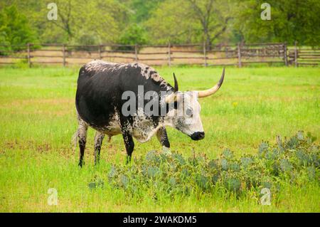 Longhorn-Rinder, Lyndon B. Johnson National Historical Park, Texas Stockfoto