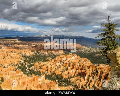 Hoodoos des Bryce Canyons erstrecken sich in die Ferne, mit einer Bristlecone-Kiefer am Klippenrand im Vordergrund. Stockfoto