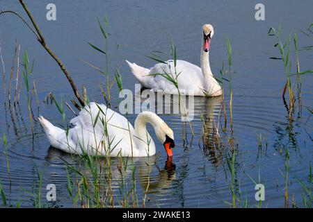 Frankreich, Somme (80), Somme Bay, Naturreservat der Somme Bay, Marquenterre Ornithological Park, Saint-Quentin-en-Tourmont, Stummschwan Stockfoto