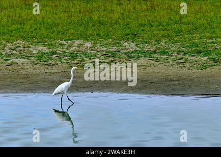 Frankreich, Somme, Somme Bay, Naturreservat der Somme Bay, Marquenterre Ornithological Park, Saint-Quentin-en-Tourmont, großer Reiher Stockfoto