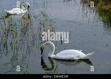 Frankreich, Somme (80), Somme Bay, Naturreservat der Somme Bay, Marquenterre Ornithological Park, Saint-Quentin-en-Tourmont, Stummschwan Stockfoto