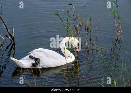 Frankreich, Somme (80), Somme Bay, Naturreservat der Somme Bay, Marquenterre Ornithological Park, Saint-Quentin-en-Tourmont, Stummschwan Stockfoto