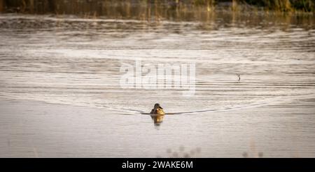 Stockente Enten schwimmen im Teich Stockfoto