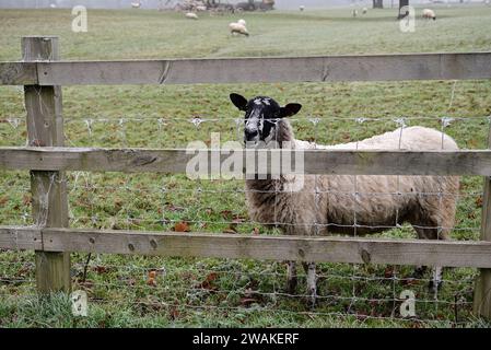 Ein Schaf, das an einem frostigen Wintermorgen durch einen Zaun schaut. Stockfoto