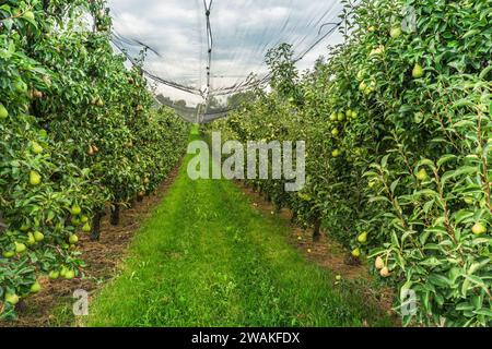 Birnenobstwiesen (Pyrus communis) mit Reifen Früchten (Tagungs-Birnen) geschützt durch ein Hagelnetz, Kanton Thurgau, Schweiz Stockfoto