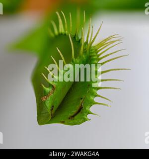 Gestapeltes Makrobild eines Venus-Flytrap-Fallens Stockfoto