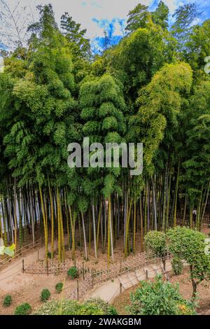 Der Blick von oben auf den Bambushain im shukkeien-Garten in hiroshima ist kompakt, aber mit riesigen Bambusstöcken mit grünem Laub Stockfoto