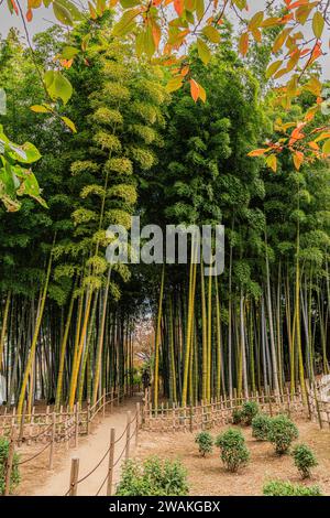 Der Bambushain im shukkeien-Garten in hiroshima ist kompakt, aber mit riesigen Bambusstöcken mit grünem Laub, anders als die schrumpfte Landschaft der Gärten Stockfoto