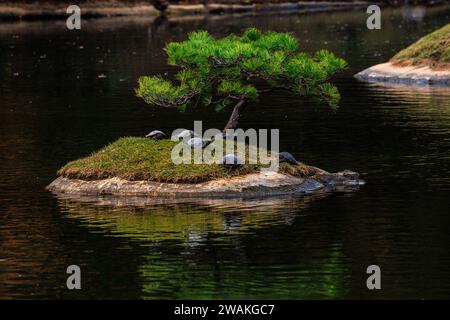 Schildkröten sonnen sich im Sonnenschein auf einer Miniinsel unter einem Bonsai-Baum und spiegeln sich im Spiegelteich des shukkeien-Gartens in hiroshima Stockfoto