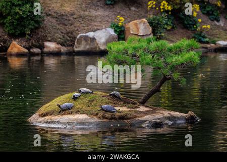 Schildkröten sonnen sich im Sonnenschein auf einer Miniinsel unter einem Bonsai-Baum und spiegeln sich im Spiegelteich des shukkeien-Gartens in hiroshima Stockfoto