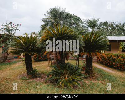 Eine Gruppe von mehreren hohen Palmen auf einem üppig grünen Rasen. Stockfoto