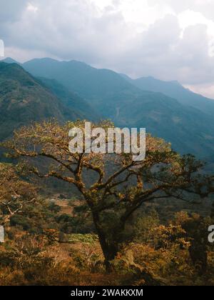 Eine atemberaubende Landschaft mit einer Reihe majestätischer Berggipfel und üppigen immergrünen Bäumen. Stockfoto