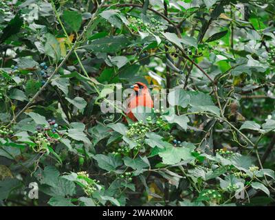 Ein ikonischer roter Kardinal, der auf einem Zweig eines Baumes thront, mit leuchtenden Beeren auf dem Laub. Stockfoto