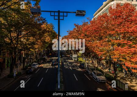 Die Straße omotesando, die von Herbstfarben auf Ulmen gesäumt ist, beschattet die eleganten Modegeschäfte und Cafés des geschäftigen Boulevards Stockfoto