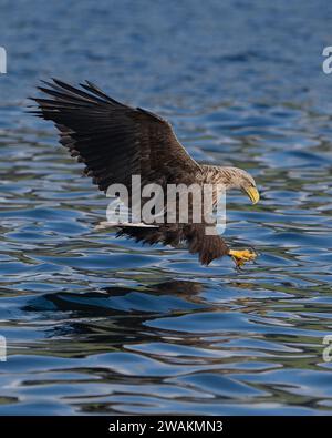 Seeadler, der seine talens zeigt, bevor er einen Fisch vor der Küste der schottischen isle of Mull fängt Stockfoto