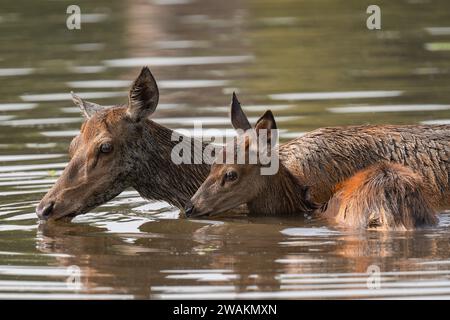 Weibliche Rotwild und ihre Kälber kühlen sich an einem sehr heißen Tag in London in einem Teich ab Stockfoto
