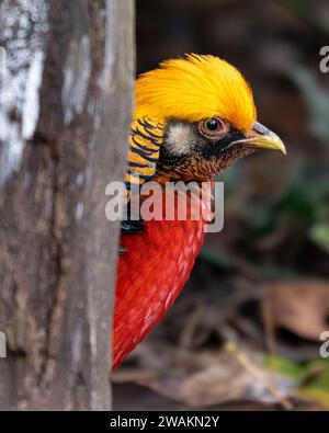 Männlicher goldener Fasan (auch bekannt als chinesischer Fasan und Regenbogenfasan), der sein wunderschönes Gefieder in Kew Gardens in London zeigt Stockfoto
