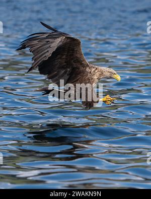 Seeadler, der seine talens zeigt, bevor er einen Fisch vor der Küste der schottischen isle of Mull fängt Stockfoto