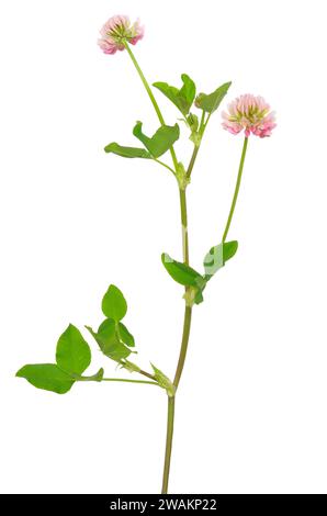 Trifolium hybridum Blumen auf weißem Hintergrund Stockfoto