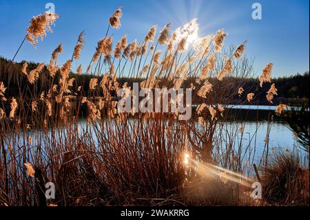 Filigranes Schilf im Hintergrund der Abendsonne mit Sonnenspiegelung am Ufer des Sees Stockfoto