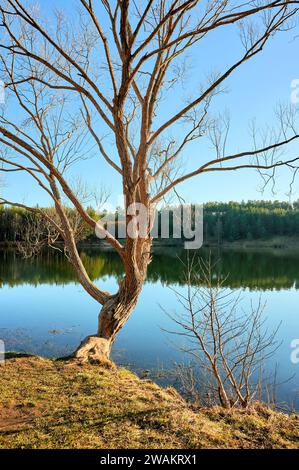 Baum, der vom Biber am Seeufer bei Sonnenschein und blauem Himmel genagt wurde Stockfoto