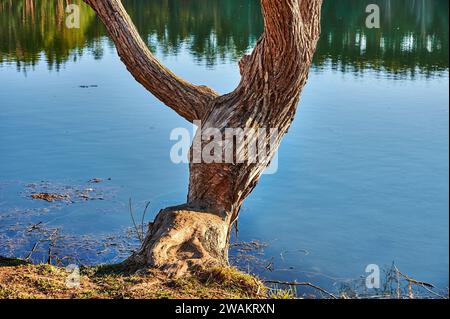 Baum, der vom Biber am Seeufer bei Sonnenschein und blauem Himmel genagt wurde Stockfoto