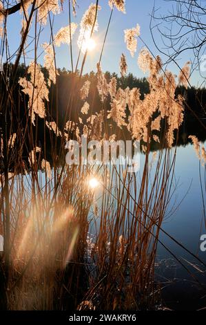 Filigranes Schilf im Hintergrund der Abendsonne mit Sonnenspiegelung am Ufer des Sees Stockfoto