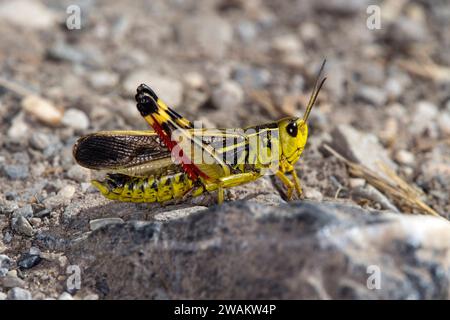 Arcyptera fusca (Arcyptera fusca), männlich, ein Kurzhorngrasschaber aus der Familie der Acrididae, Wallis, Schweiz Stockfoto