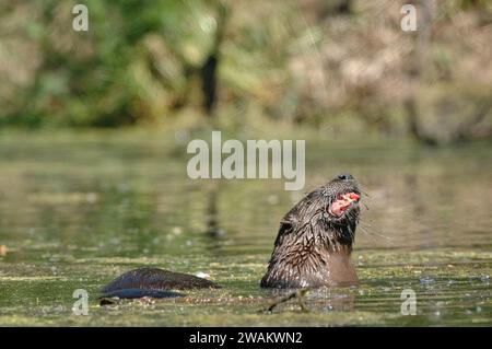 Der nordamerikanische Fluss wirft einen Fisch in einen Fluss Stockfoto