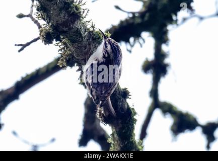 Certhia familiaris auf einer Eiche in Ambleside, Lake District, Großbritannien. Stockfoto