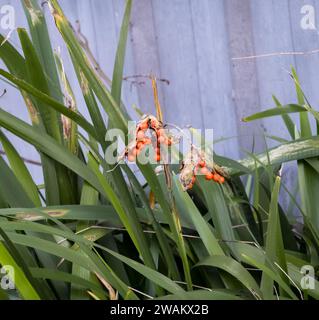 Stinkende Iris-Samenkapseln mit roten Samen, Cherry Willingham, Lincolnshire, England, Großbritannien Stockfoto