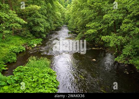 Oberlauf der Bode bei Treseburg, Naturpark Bodeschlucht, Bodetal, Landkreis Harz, Sachsen-Anhalt, Deutschland, Europa Stockfoto