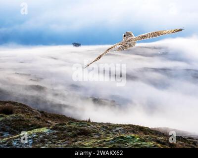 Eine Kurzohrige Eulen; Asio Flammeus und Talnebel von einer Temperaturumkehr bei Sonnenaufgang auf Wansfell, Ambleside, Lake District, Großbritannien, die an einem Tre vorbeifliegt Stockfoto