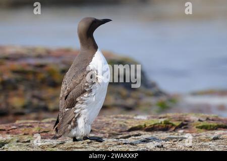 Gemeiner Murre am Rande eines Felsens Stockfoto