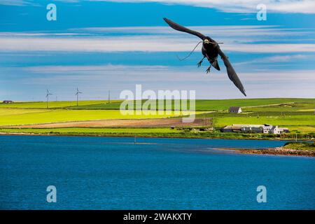 A Rook, Corvus frugilegus und Ackerland in South Ronaldsay in den Orkneys, Schottland, Großbritannien mit kleinen Windturbinen. Stockfoto