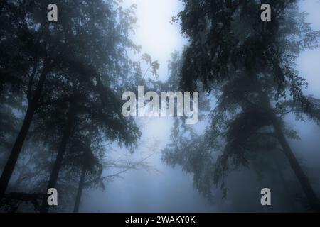 Nebelige Landschaft, Harz Bezirk, Sachsen-Anhalt, Deutschland, Europa Stockfoto