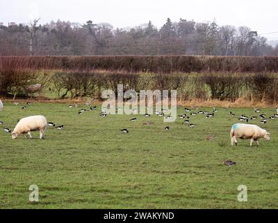 Austernfänger, Haematopus ostralegus und Curlew, Numenius arquata, die in einem Faden in der Nähe von Ulverston, Cumbria, Vereinigtes Königreich füttern. Stockfoto