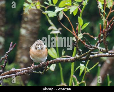 Ein weibliches Brambling; Fringilla montifringilla in einem Garten in Ambleside, Lake District, Großbritannien. Stockfoto