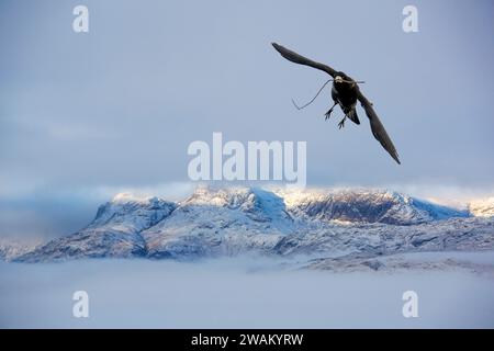 A Rook, Corvus frugilegus mit nebligen Bedingungen auf Wansfell oberhalb von Ambleside, Lake District, Großbritannien, mit Blick auf die Langdale Pikes. Stockfoto