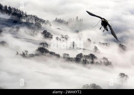 A Rook, Corvus frugilegus; mit magischen Nebelbedingungen auf Wansfell oberhalb von Ambleside, Lake District, Großbritannien, mit Blick auf Windermere. Stockfoto