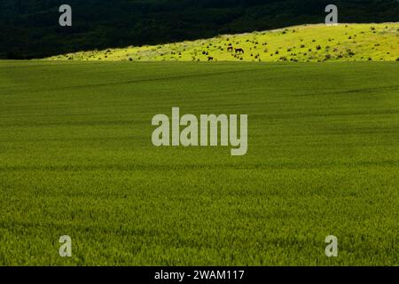 Pferde auf einer Wiese bei Blankenburg, Landkreis Harz, Sachsen-Anhalt, Deutschland, Europa Stockfoto