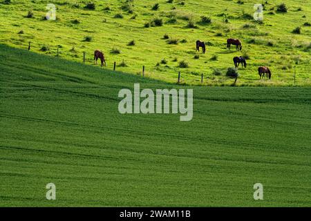 Pferde auf einer Wiese bei Blankenburg, Landkreis Harz, Sachsen-Anhalt, Deutschland, Europa Stockfoto