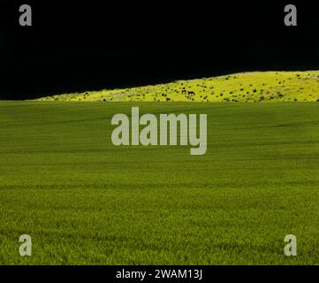 Pferde auf einer Wiese bei Blankenburg, Landkreis Harz, Sachsen-Anhalt, Deutschland, Europa Stockfoto