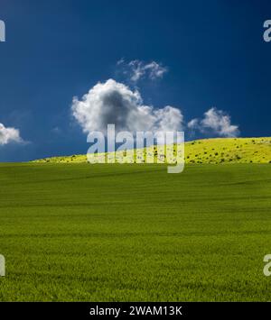 Pferde auf einer Wiese bei Blankenburg, Landkreis Harz, Sachsen-Anhalt, Deutschland, Europa Stockfoto